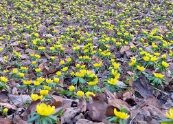 Winterlinge Die Gelbe Pracht In Jena 00003